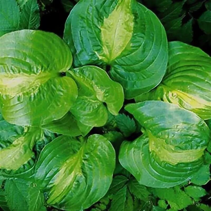 Хоста party popper. Хоста манго танго mango tango. Хоста леди гиневера. Хост танго манго. Хоста манго танго описание.