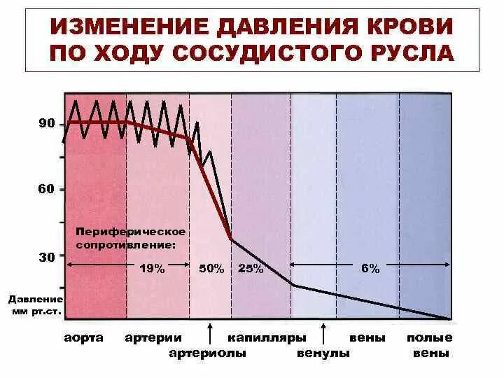 Динамика изменение показателей кровенного давления. Распределение крови в сосудистой системе. Изменения давления и объема крови. Схема изменения давления.