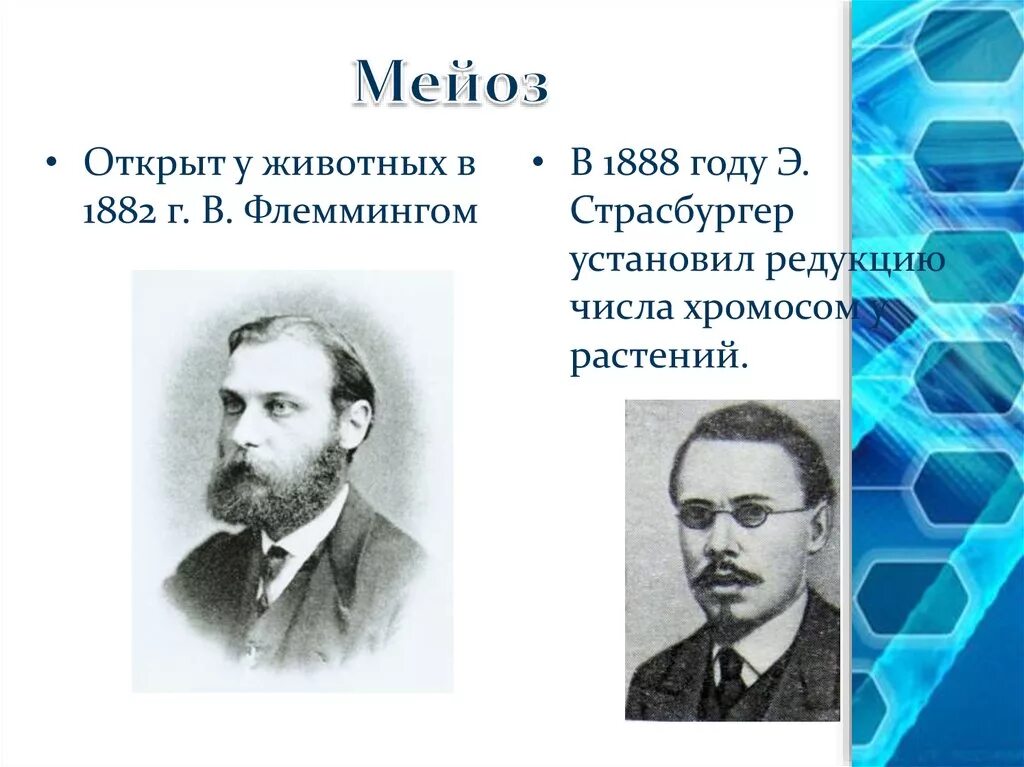 Метафаза 2 мейоза набор хромосом. Открытие мейоза. Кто открыл мейоз. Деление клетки мейоз. Мейоз фазы простыми словами.