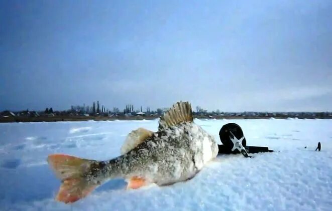 Ловля окуня зимой на мотыля. Рыбалка на мормышку. Ловля окуня зимой на мотыля. Ловля окуня зимой на мотыля. Ловля окуня зимой на мотыля.
