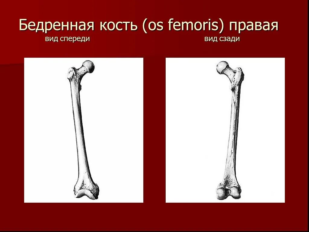 Бедренная кость (femur). Бедренная кость правая вид спереди. Бедренная кость анатомия атлас.