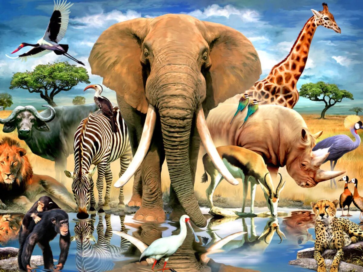 Животный мир. Африканские животные. Животный мир Африки. Живые существа игра