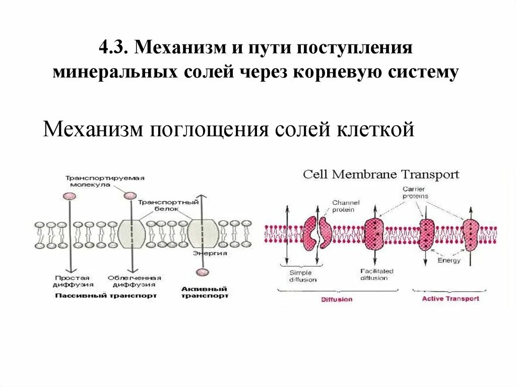 Вода поступает в корень через. Механизм и пути поступления Минеральных солей через корневую систему. Механизм минерального питания. Механизм всасывания Минеральных солей. Минеральное питание корня.