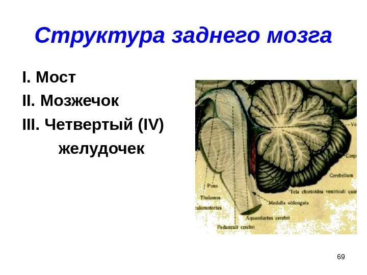 Что входит в состав заднего мозга. Функции моста и мозжечка заднего мозга. Задний мозг мост и мозжечок строение и функции. Задний мозг функции мозжечка. Задний мозг 4 желудочек строение внутренний.