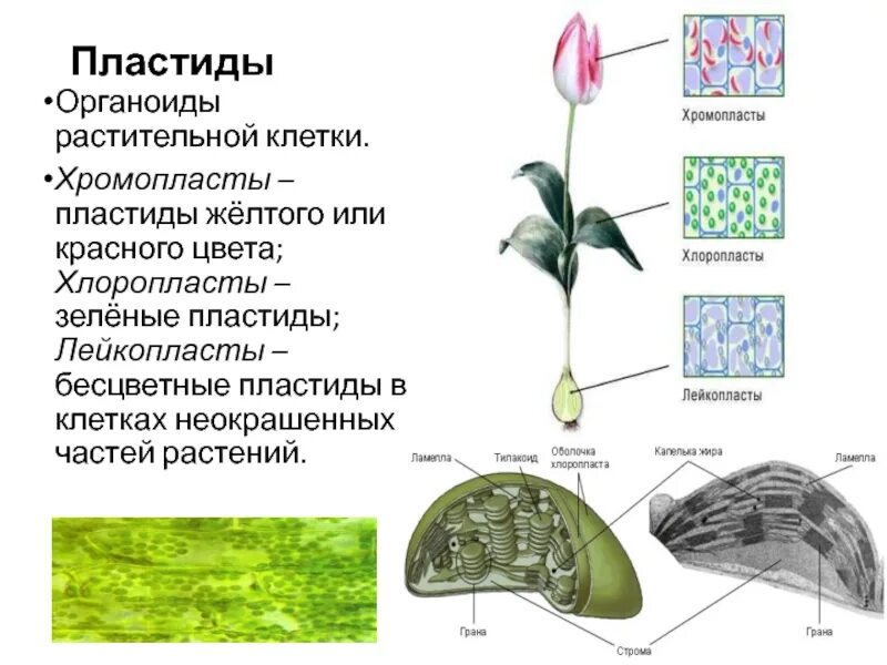 Красные хлоропласты. Пластиды лейкопласты. Пластиды растений строение. Пластиды растительной клетки. Лейкопласты и хромопласты.