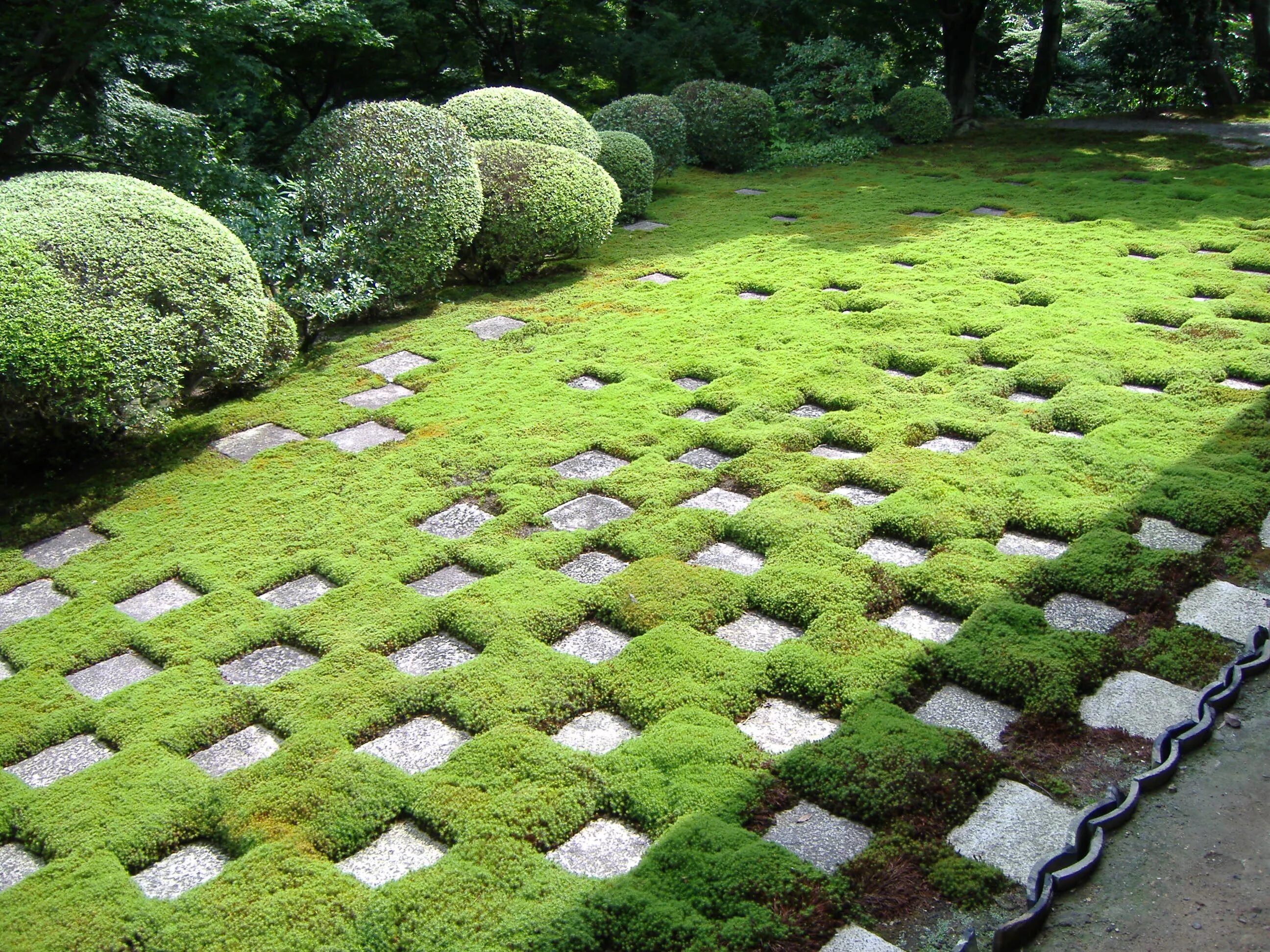 Мшанка шиловидная 'green moss'. Садовые вечнозеленые папоротники. Газон геопластика. Папоротник щитовник в ландшафте. Мшанка ирландский мох.