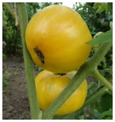 томаты прелесть отзывы. томат очарование f1. томат прелесть роузы партнер семена. томат россе. томаты прелесть отзывы.