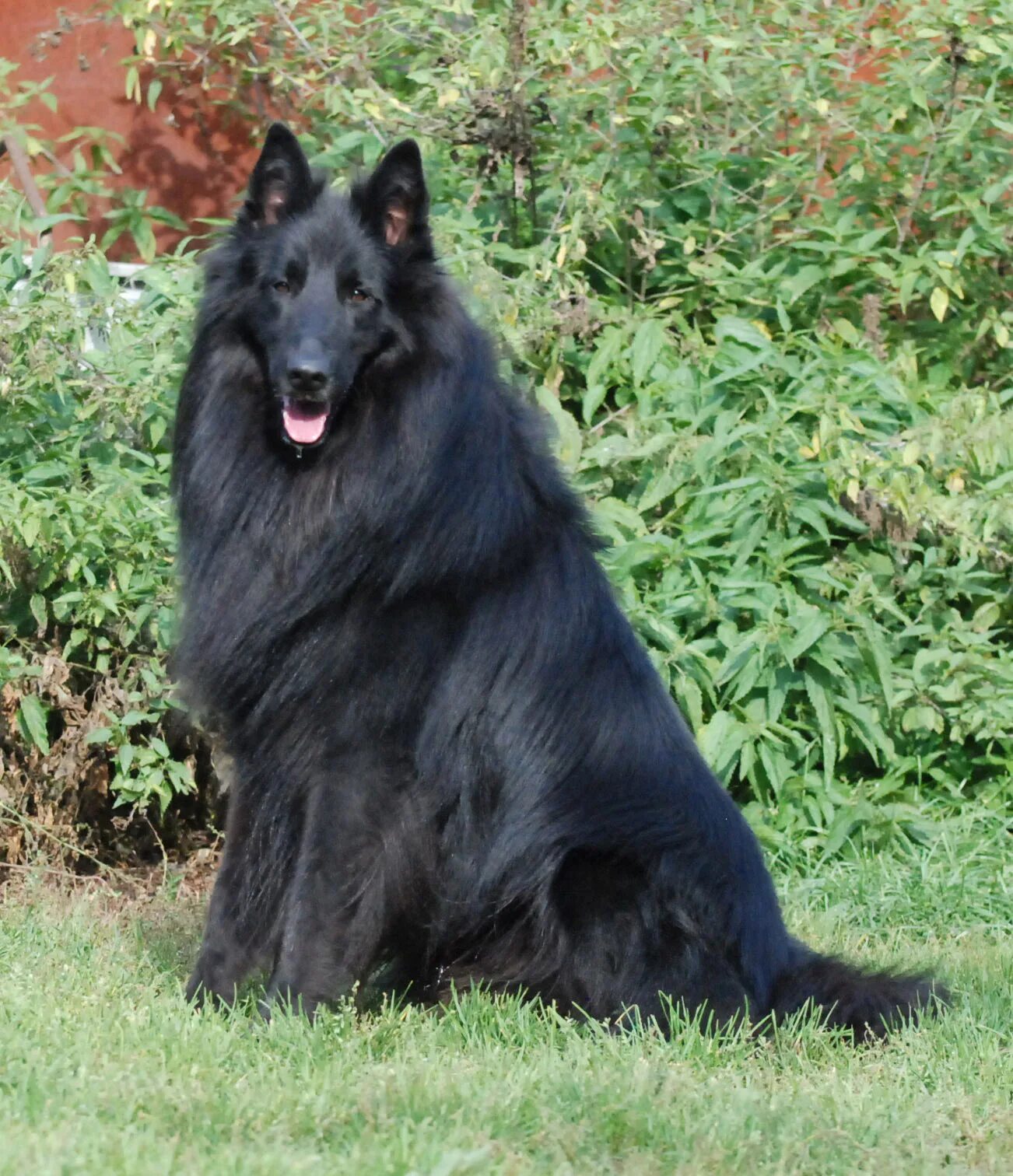 Овчарка грюнендаль. Овчарка бельгийская грюнендаль длинношерстная. Овчарка грюнендаль щенки. Овчарка грюнендаль щенки. Бельгийская овчарка грюнендаль.