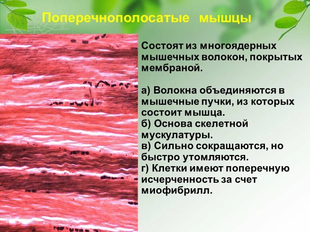 Какова особенность волокон поперечнополосатой мышечной ткани. Состоит из многоядерных волокон. Мышечная ткань состоит из. Многоядерные клетки мышечной ткани. Поперечно полосатые многоядерные волокна Скелетная мускулатура.