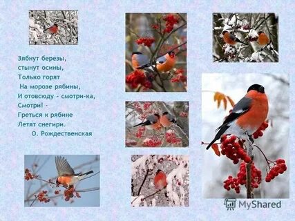 Зябнет осинка