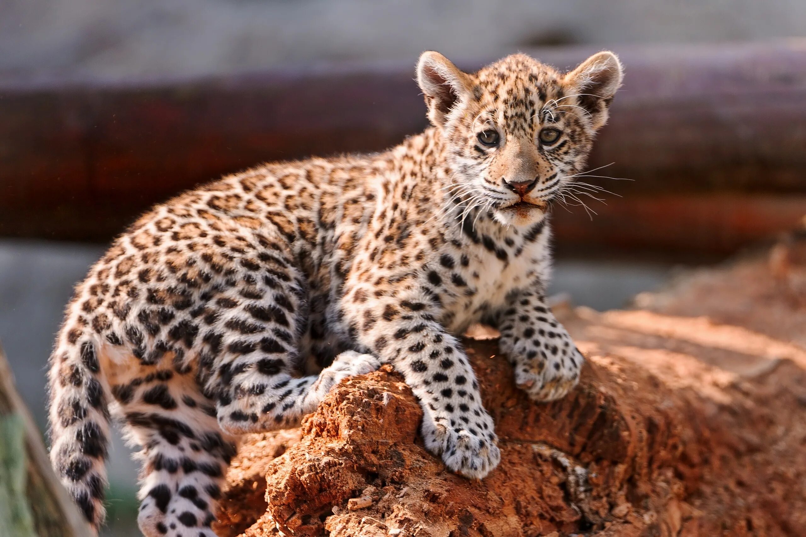 Гепард леопард Ягуар. Детеныш леопарда. Дальневосточный леопард потомство. Ягуар и леопард.