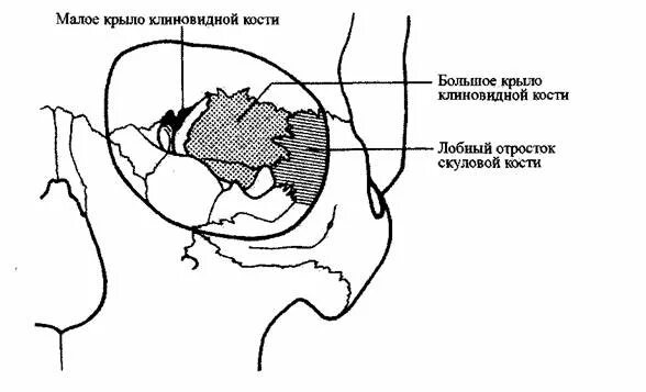 Глазная впадина 6 букв