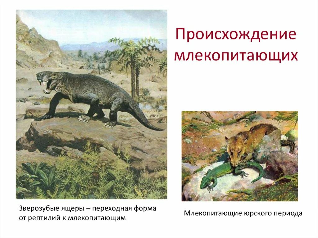 Почему зверозубые получили такое название. Появление млекопитающих. зверозубый ящер переходная форма. предки млекопитающих зверозубые ящеры. звероящеры переходная форма.