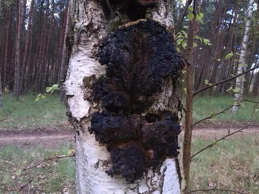 Где можно чагу. Гриб чага. Гриб трутовик чага. Чага на Березе. Чага (березовый гриб).