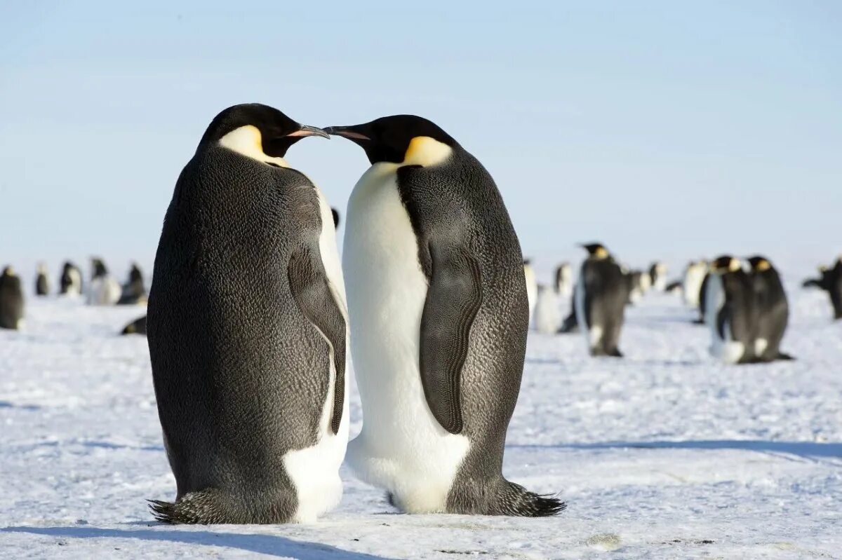 Emperor penguin. Королевский Пингвин в Антарктиде. Императорский Императорский Пингвин. Императорский Пингвин в Антарктиде. Пингвины Королевские Императорские.