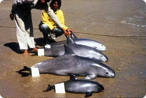 The vaquita nears extinction Piel de cocodrilo, Marina, Redes de pesca