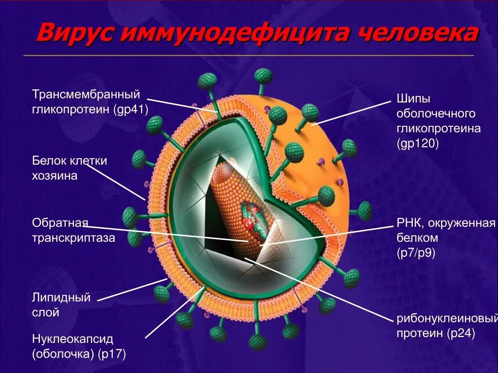 Вич биология. Вирус иммунодефицита (ВИЧ). Вирус иммунодефицита строение. Строение иммунодефицита. Форма вируса ВИЧ.