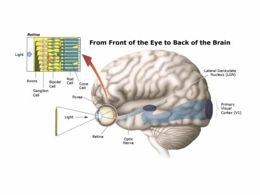 Brain eyes. Amaurosis fugax или монокулярная. Visus сфера.