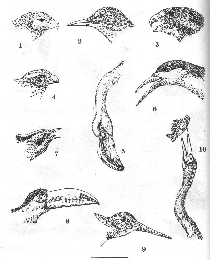 Строение клюва кряква. Клюв клеста. Строение клюва насекомоядных птиц. Клюв тукана строение. Клювы и когти птиц