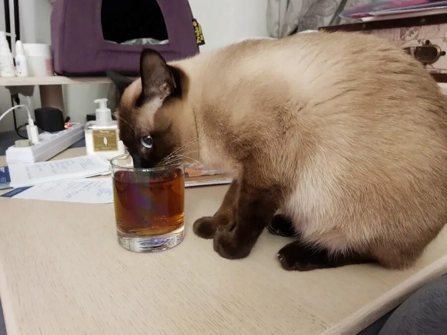 Мл пить