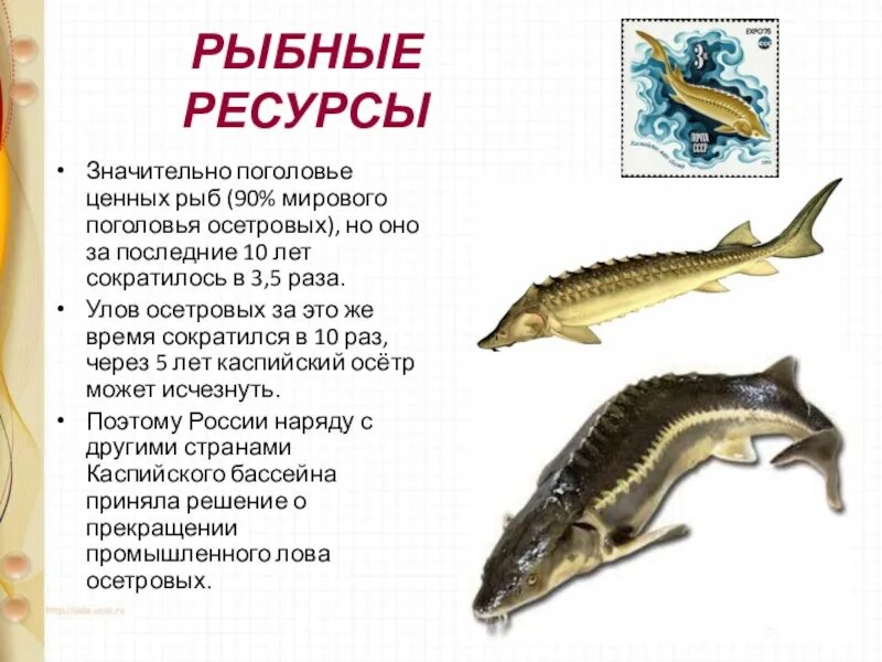 Рыбные ресурсы восточной сибири. Рыбные ресурсы. Рыбные ресурсы центральной России. Рыбные ресурсы Сибири. Рыбные ресурсы Поволжья.
