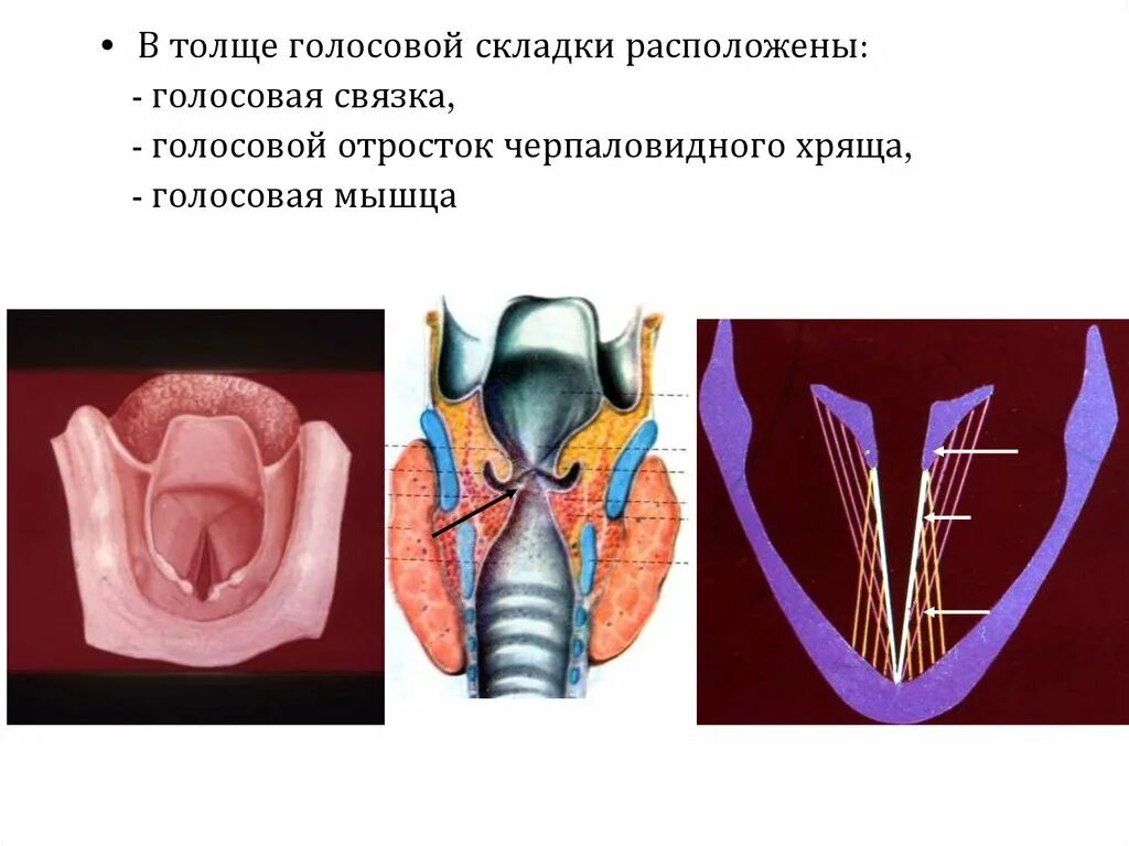 Черпаловидные хрящи и голосовые складки. Голосовые складки и связки. Строение голосовых складок. Мышцы голосовых связок