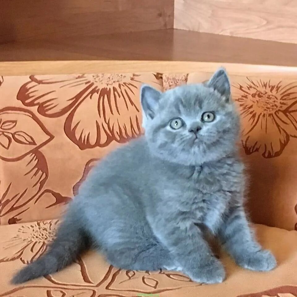 Авито иркутск котята. Шотландские котята голубые скоттиш страйт. Голубой Солид шотландский вислоухий. Шотландская страйт голубая. Шотландская голубая кошка прямоухая.