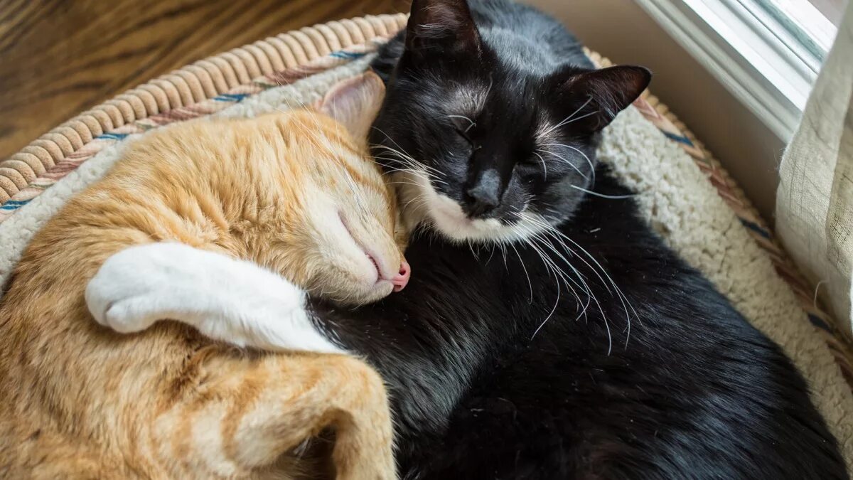 Рыжий и черный кот обнимаются. Рыжий и черный котик. Черный и рыжий котики обнимаются. Любовь рыжего и черного кота.