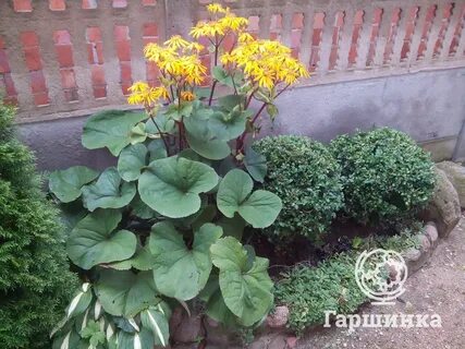 Многолетнее растение с крупными листьями