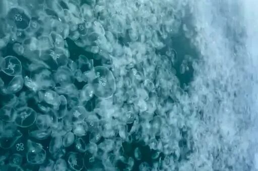 В Анапе фауна захватывает море: людям здесь будет место? * ИА "ВК Пресс" Краснод