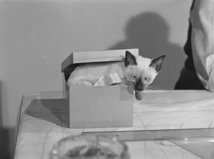Человек без кошки