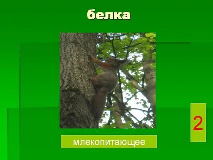 Цепь питания дуб