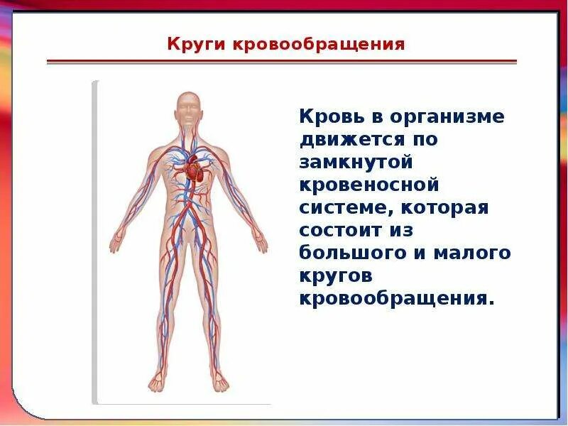 Дыхание и кровообращение вопросы. Органы кровообращения 3 класс. Кровеносная система 3 класс окружающий мир. Кровеносная система человека 3 класс окружающий мир презентация. Система кровообращения человека 4 класс окружающий мир.