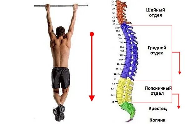 Поясничный отдел позвоночника. Упражнения на турнике для позвоночника. Занятия на турнике для поясницы. Упражнения для грудного отдела позвоночника на турнек.