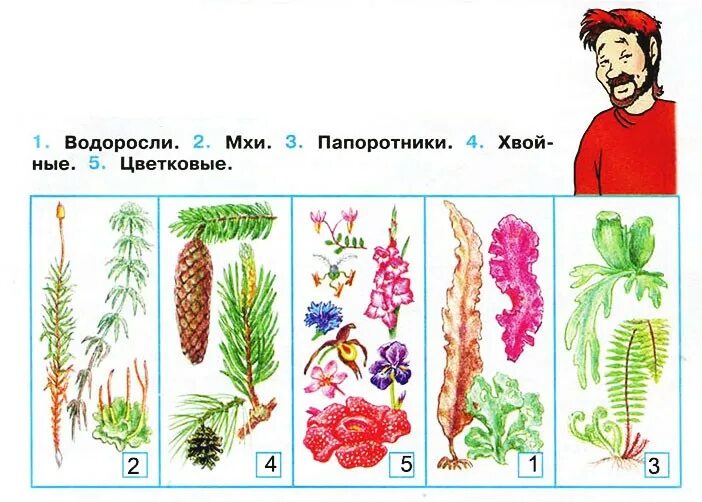 Разнообразие растений. Разнообразие растений схема. Разнообразие растений задания. Разнообразные растения 3 класс. Папа сережи работает