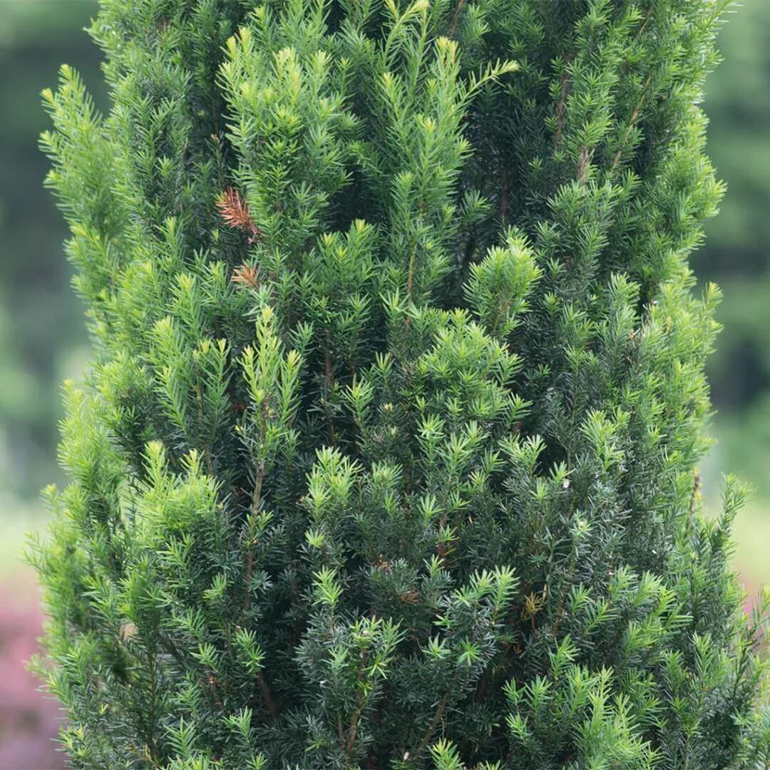 Тисс вечнозеленый. Можжевельник тисс. Тисс денсиформис. Тис ягодный репанденс. Тис ягодный (taxus baccata david p9).