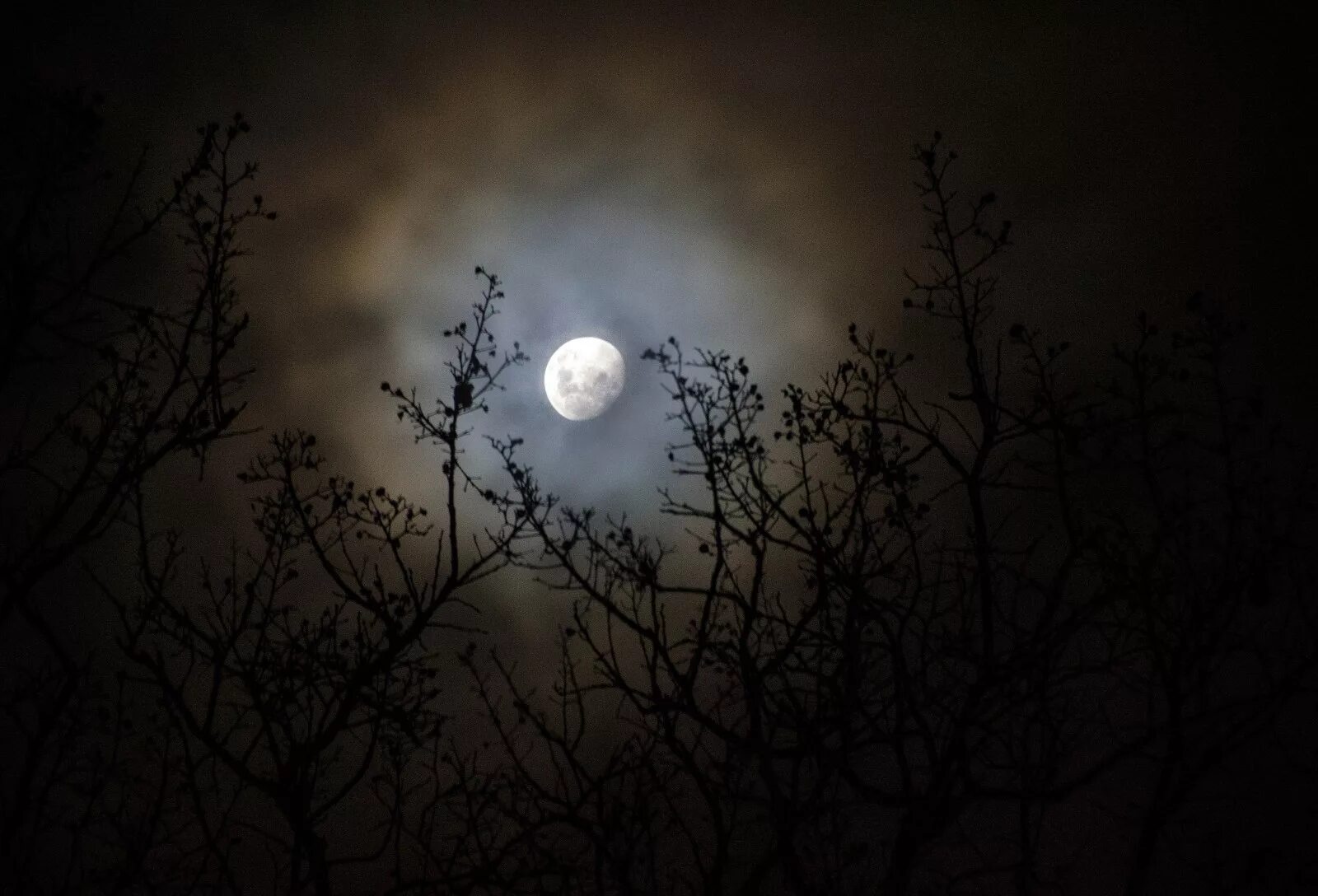 Луна сквозь деревья. Луна среди деревьев. Ночь Луна дерево. Луна за деревьями.