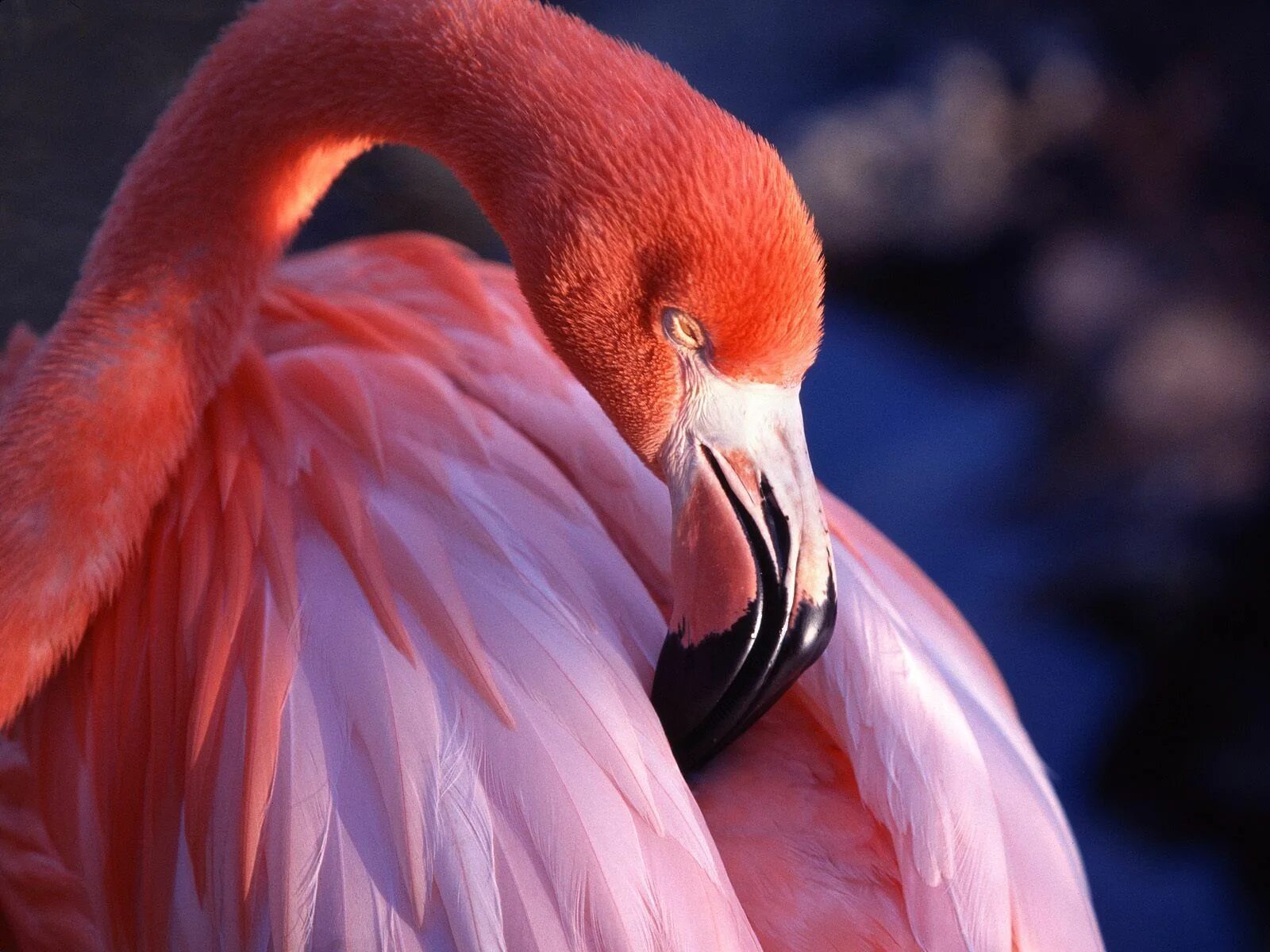 Розовый Фламинго птица. Розовый Фламинго дитя заката. Розовый Фламинго фото птицы. Фламенго. Красив фламинго