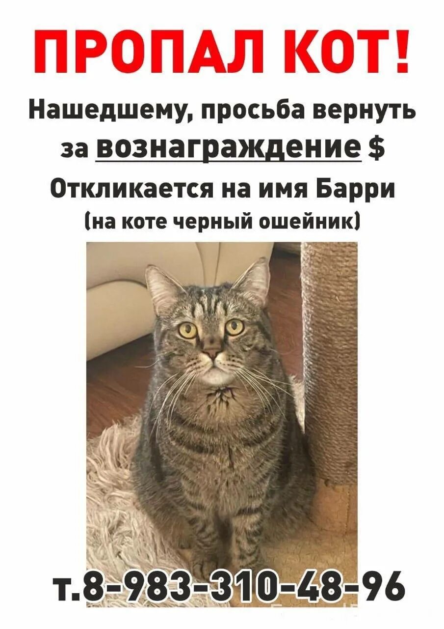 Потеряли кошку объявления