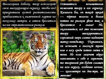 Потому тигр