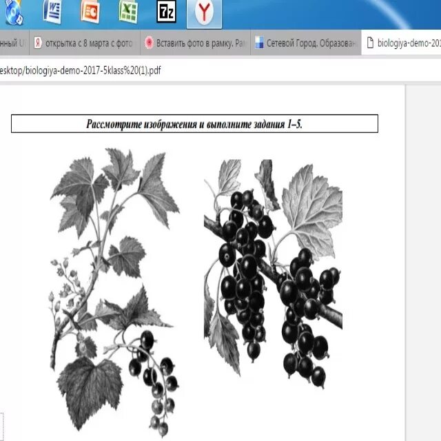 Рассмотрите изображение и выполните задание. Стебель лист соцветие плод черной смородины. Тип соцветия черной смородины. Соцветия, листья, плоды, стебель. Впр по биологии 5 класс 20