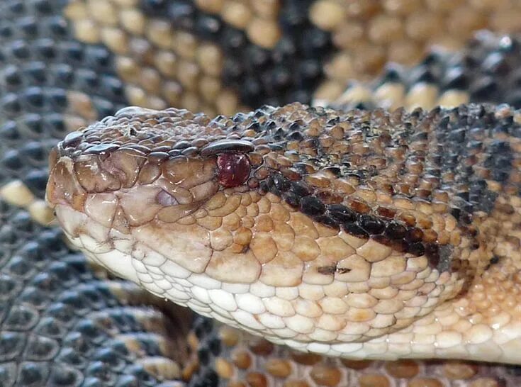 11 Interesting Animals In Central America