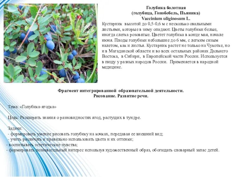 Голуби́ка Vaccínium uliginósum. Голубика Болотная. Голубика Vaccinium uliginosum l.. Голубика высота кустарника.
