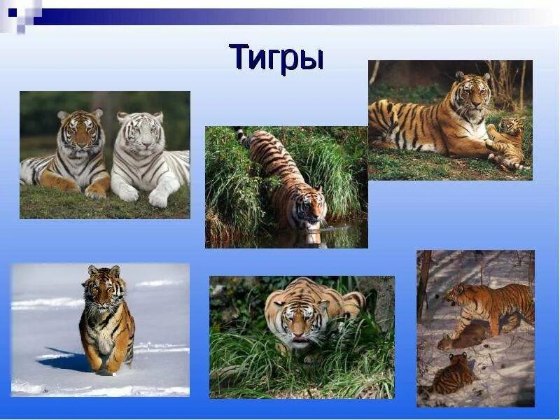 Хищные 7 класс. Хищные доклад. Отряд хищные млекопитающие. Хищные животные сообщение. Класс млекопитающие отряд хищники.