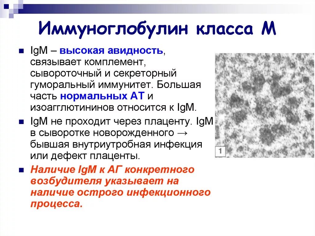 Иммуноглобулин титр. IGM иммуноглобулин. Иммуноглобулин IGM функция. IGM — иммуноглобулин класса m. Иммуноглобулин острого инфекционного процесса.