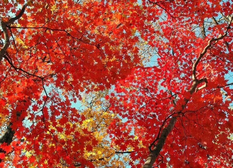 пылающая осень