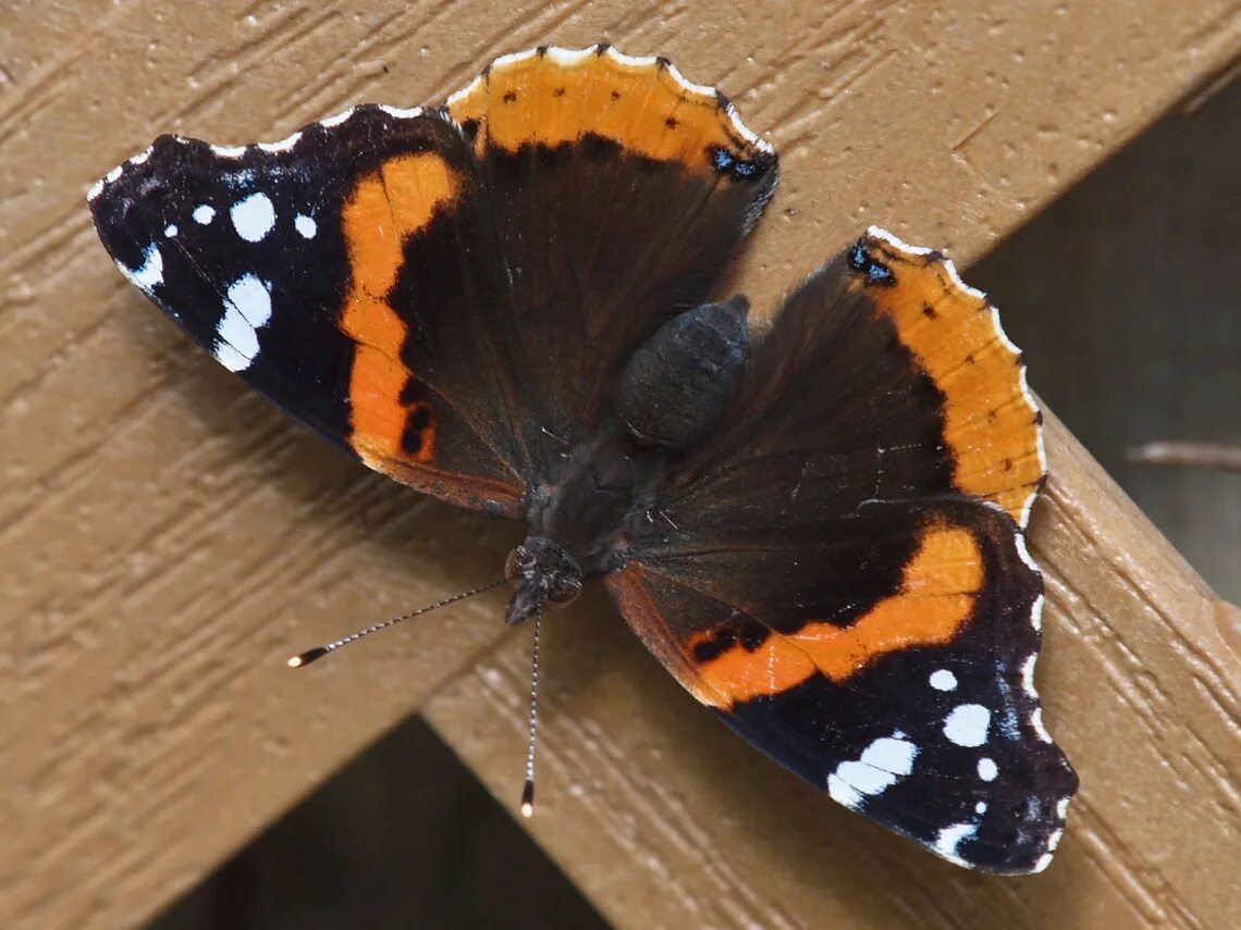 Бабочка Адмирал. Red Admiral Butterfly. Абберации у бабочки Адмирал. Покажи бабочку Адмирал. Какие бабочки адмирал