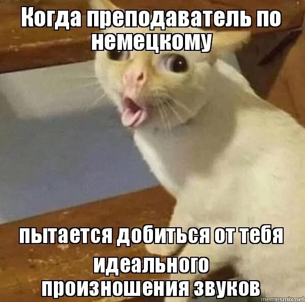 Мем с котом который говорит а The Cat Coughing Cat Morsomme dyrebilder, Pusekatter, Morsomme dyr