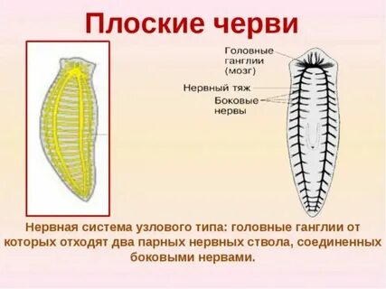 У круглых червей отсутствует система