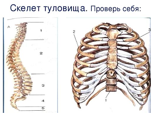 Скелет туловища грудная клетка кости. Скелет туловища человека без подписей. Схема строения скелета туловища\. Скелет туловища человека грудная клетка.